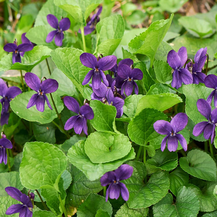 Martsviol (viola odorata 'Knigin Charlotte')