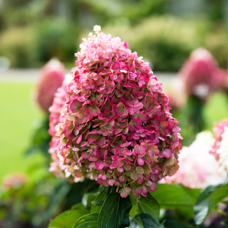 Living Hortensia (Hydrangea paniculata 'Pinky Promise')