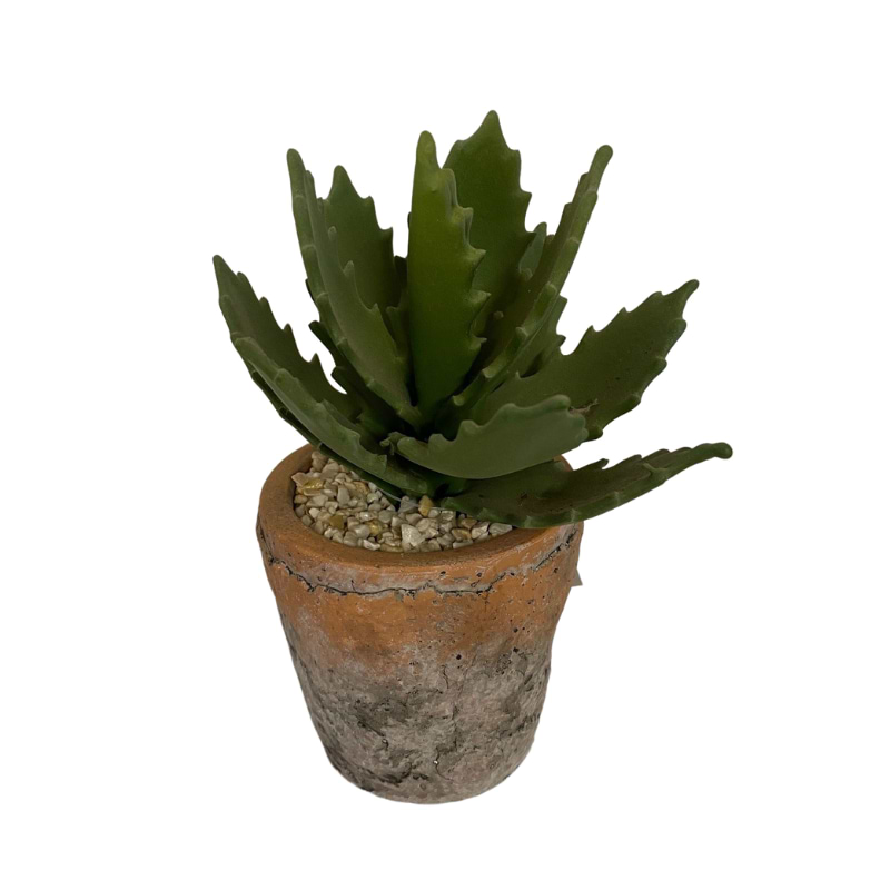 echeveria