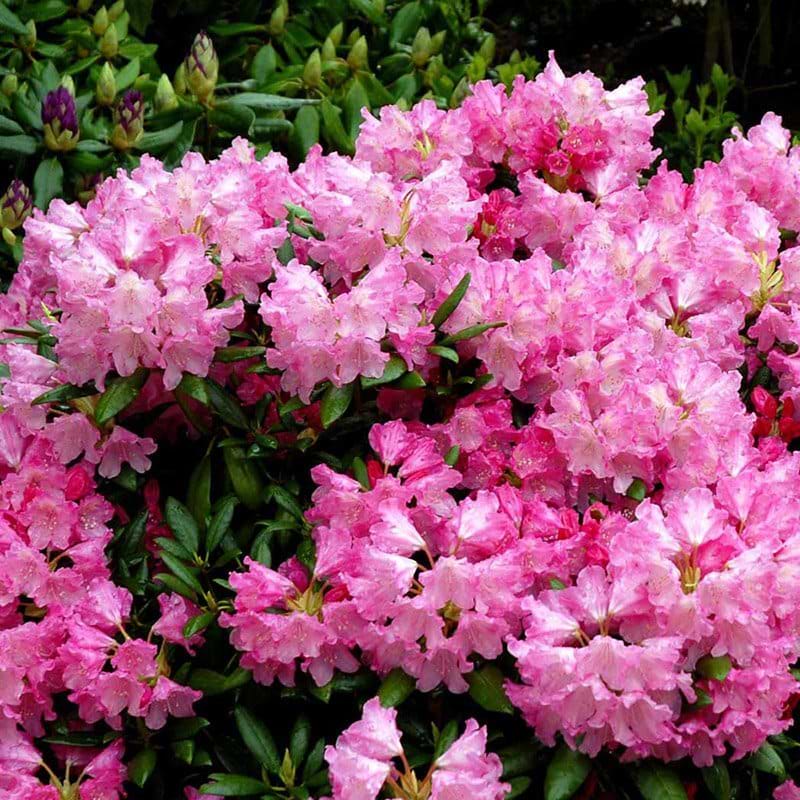 Rhododendron (Rhododendron yak. 'Kalinka') FLERE VARIANTER 