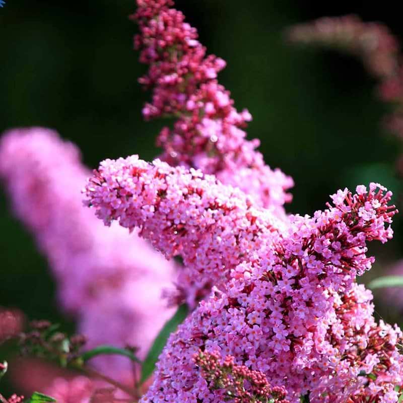 Sommerfuglebusk (Buddleia davidii 'Pink Delight') FLERE VARIANTER 