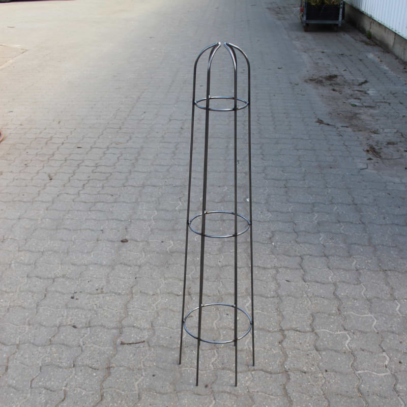 Obelisk ´Lucca´ espalier 100 cm