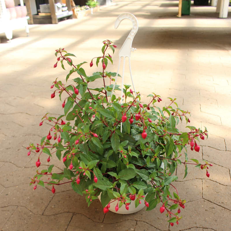 fuchsia i ampel