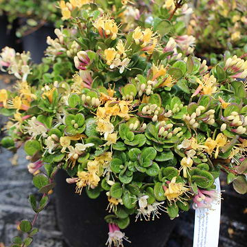 Rhododendron (Rhododendron 'September Flair') | 30-40 cm | Se online her