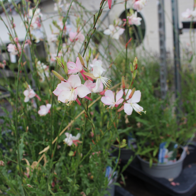 GAURA GEYSER WHITE