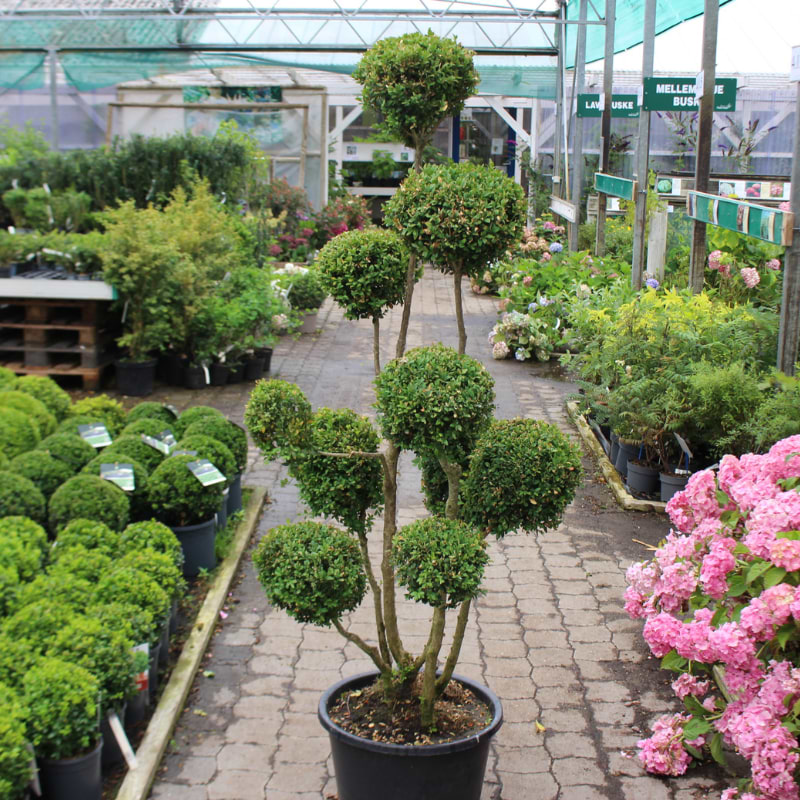 bonsai buxus