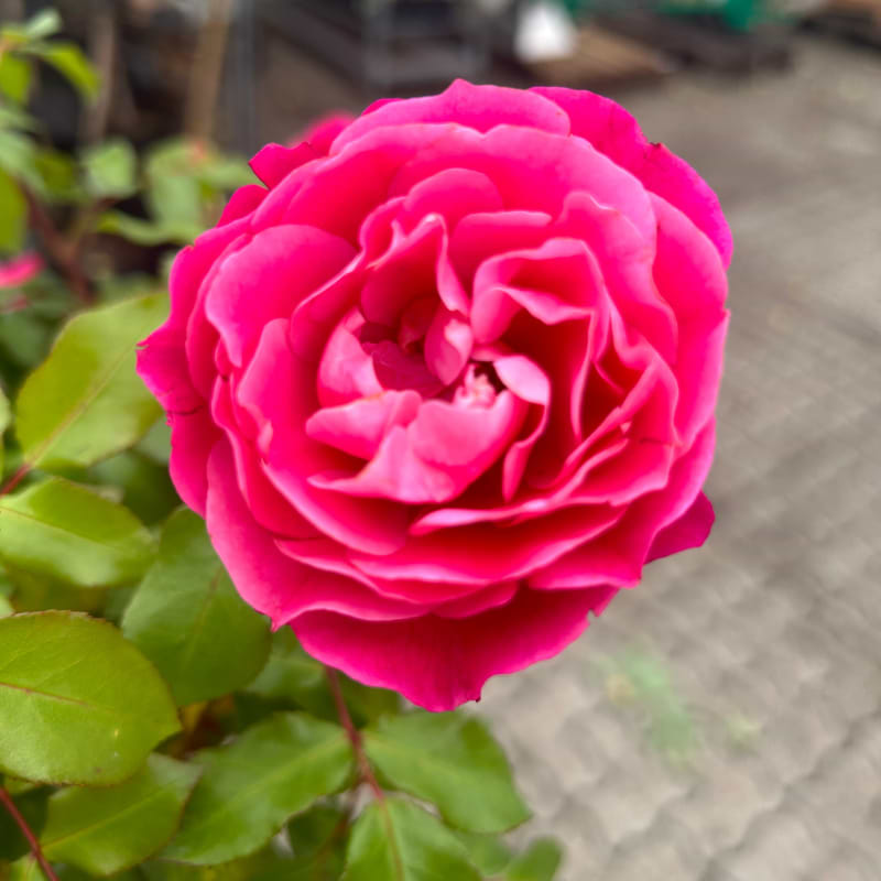 Red Meilove