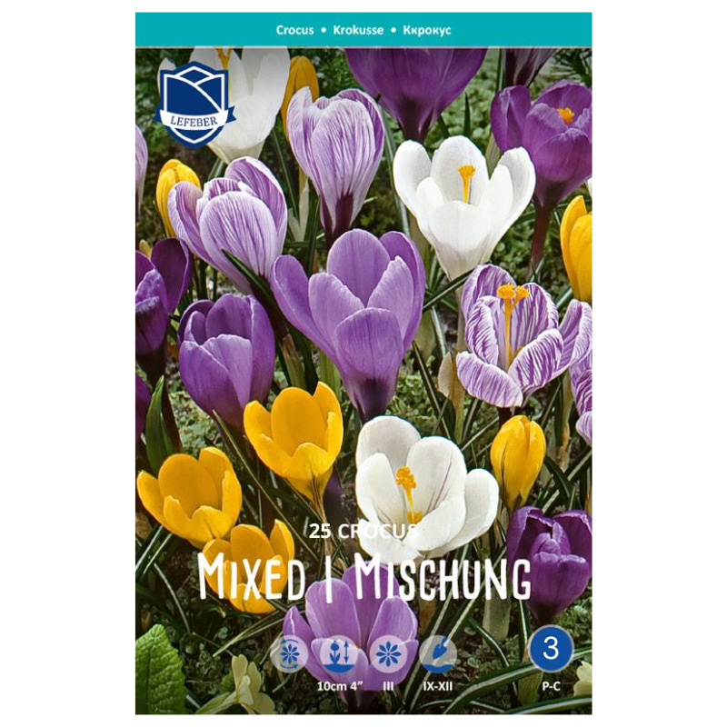 Crocus løg