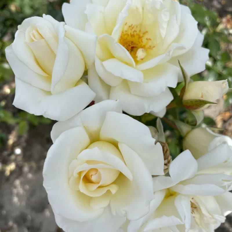 Lys rose