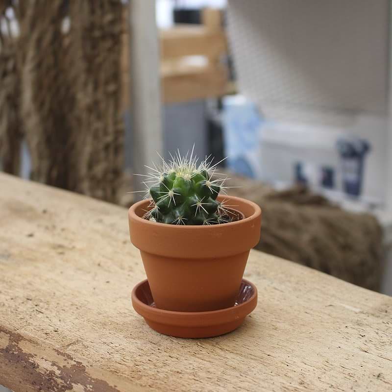 kugle kaktus mini
