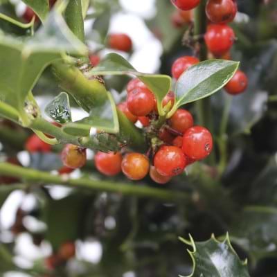 Kristtorn (Ilex aquifolium 'Alaska') bær