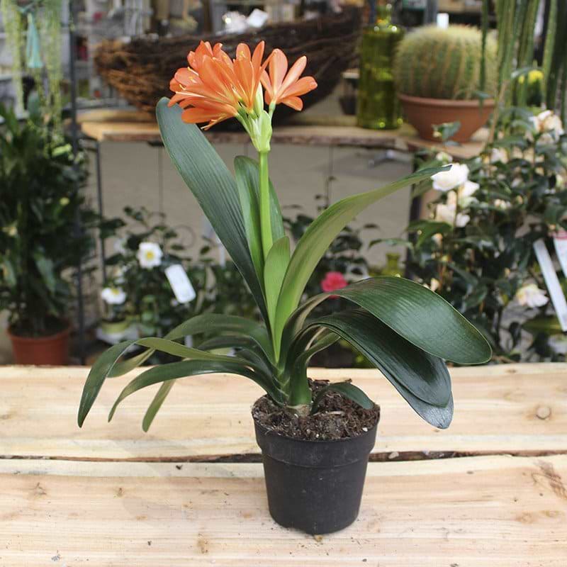 Clivia Stueplante () Clivia Stueplante