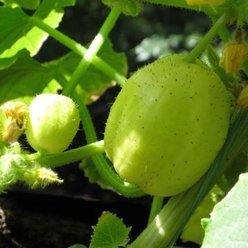 Øko Agurk 'Citron'