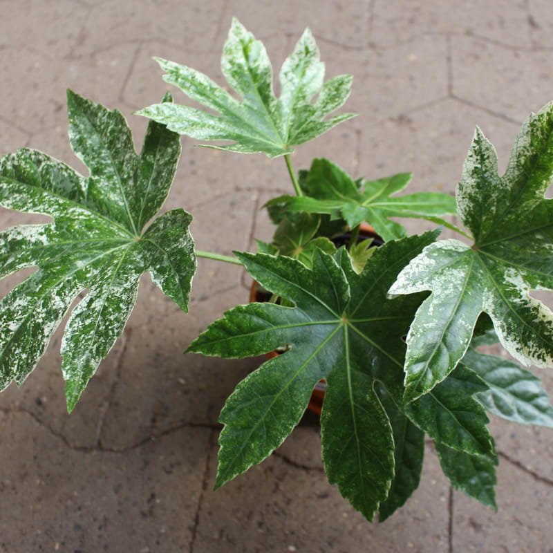 fatsia 'spiders web' 