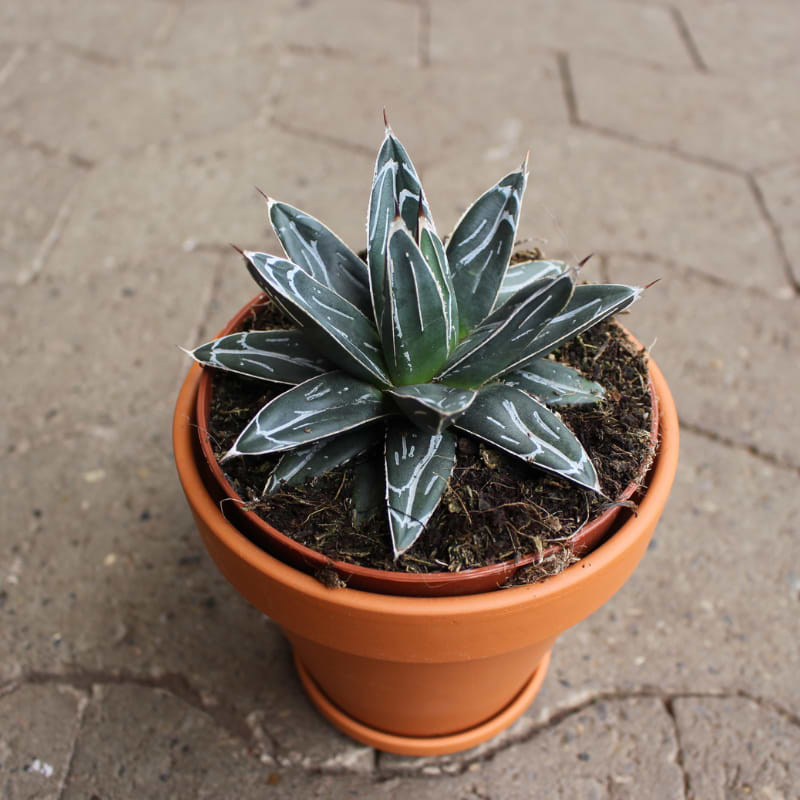 agave victoriae
