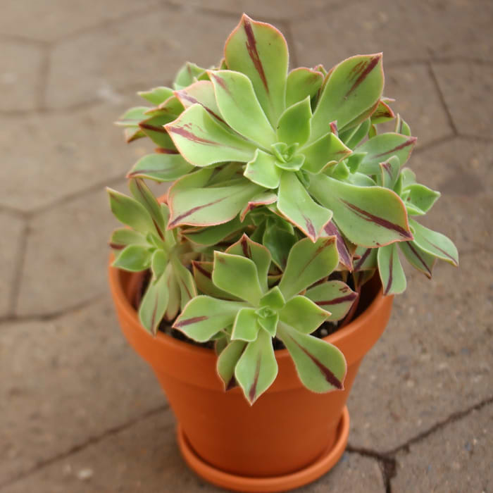 aeonium ' red stripe' i potte