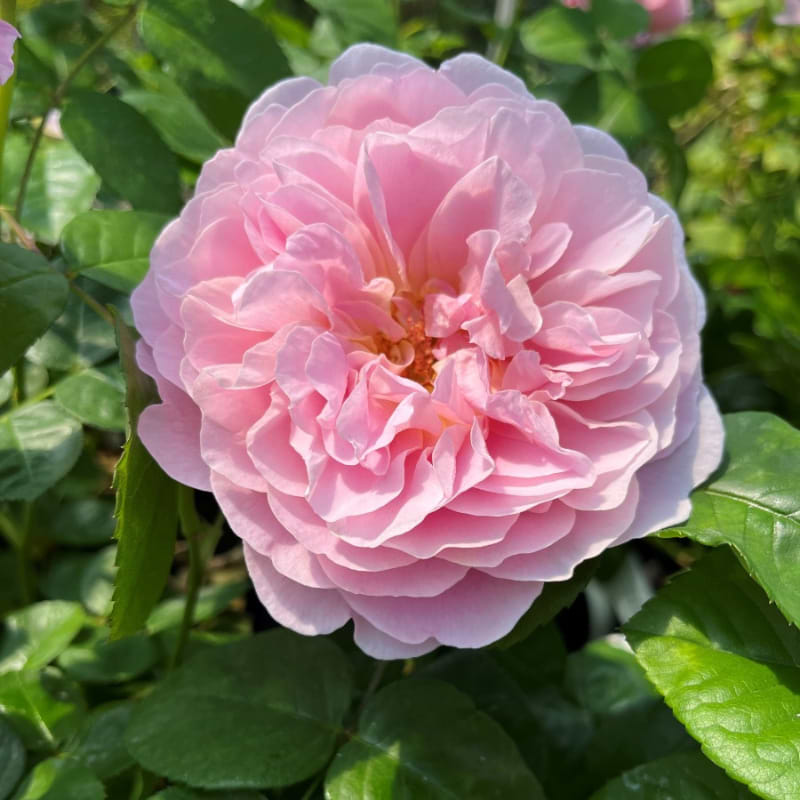Engelsk rose Ausegdon (Eustacia Vye) nærbillede
