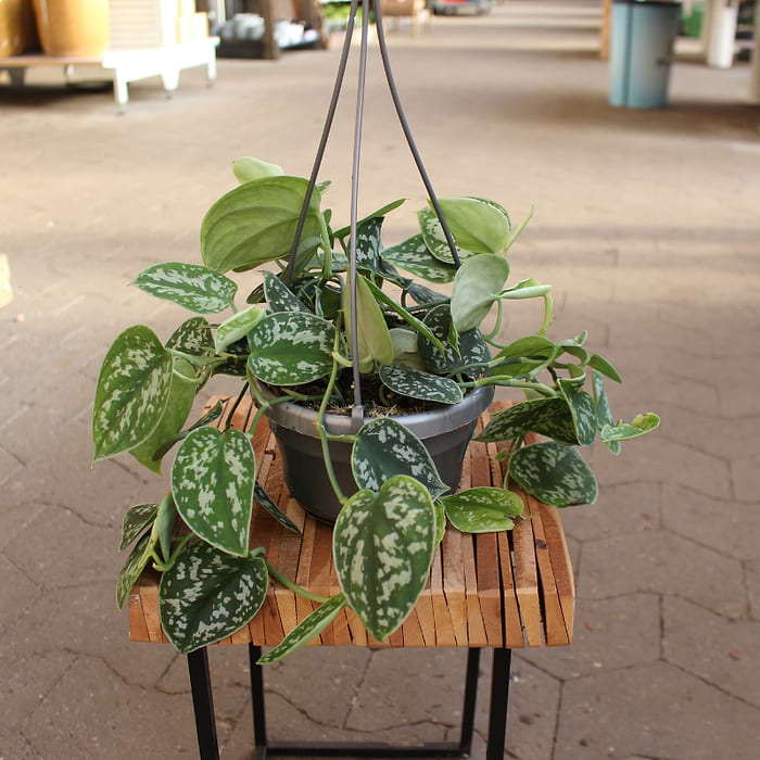 photinia fraseri pink marble Photinia x fraseri Pink Marble Half Standard 12 Litre Pot — Grasslands  Nursery main image 0