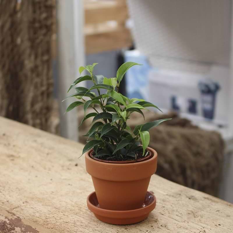 ficus danielle mini