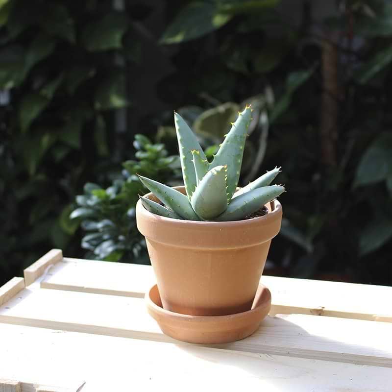 Sukkulent Aloe Spectabilis