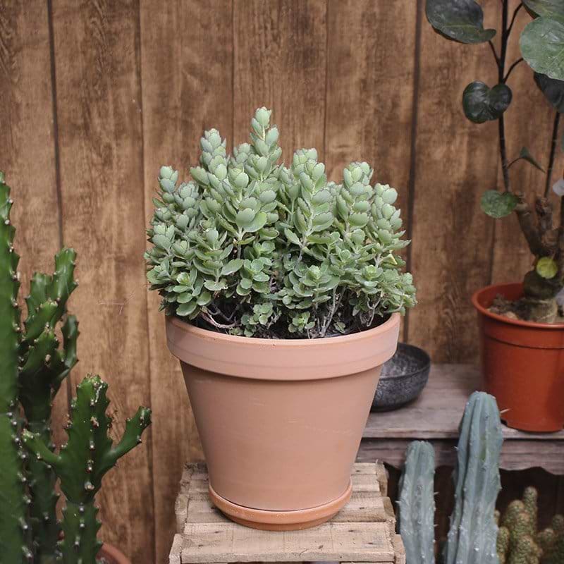 Kalanchoe laxl Violacea