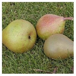 Familiefrugttræ Pære 3 sorter (Pyrus communis 'Clara Frijs') 'Ingeborg ...