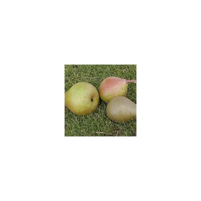 Familiefrugttræ Pære 3 sorter (Pyrus communis 'Clara Frijs') 'Ingeborg ...