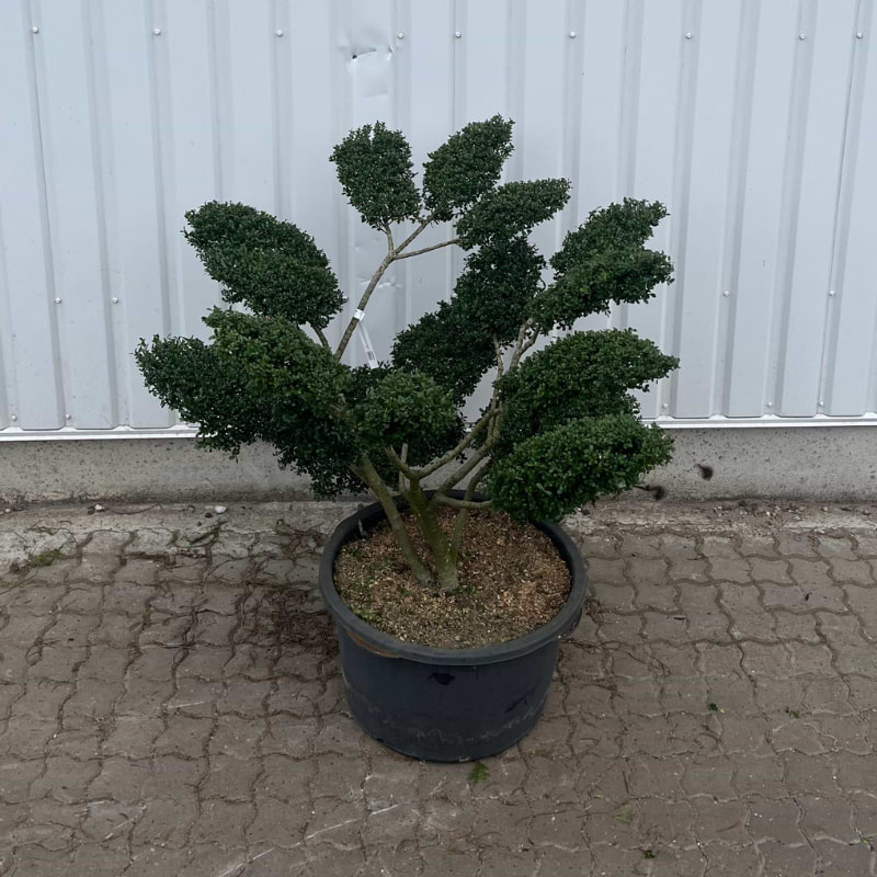 Kristtorn Japansk (Ilex crenata 'Kin Me') Bonsai 90-100 cm | Kbes online  her |