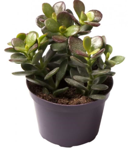 Paradistræ Crassula 'Minor'