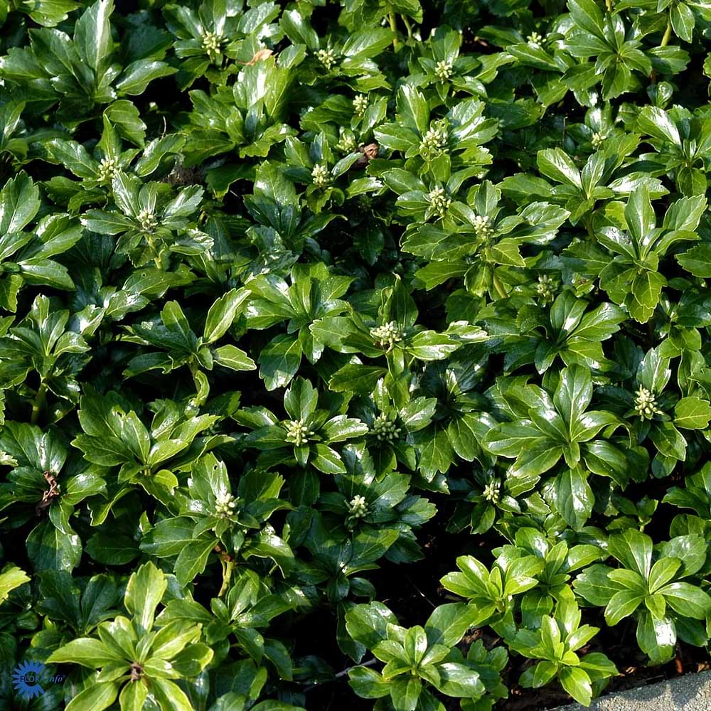 Green sheen
