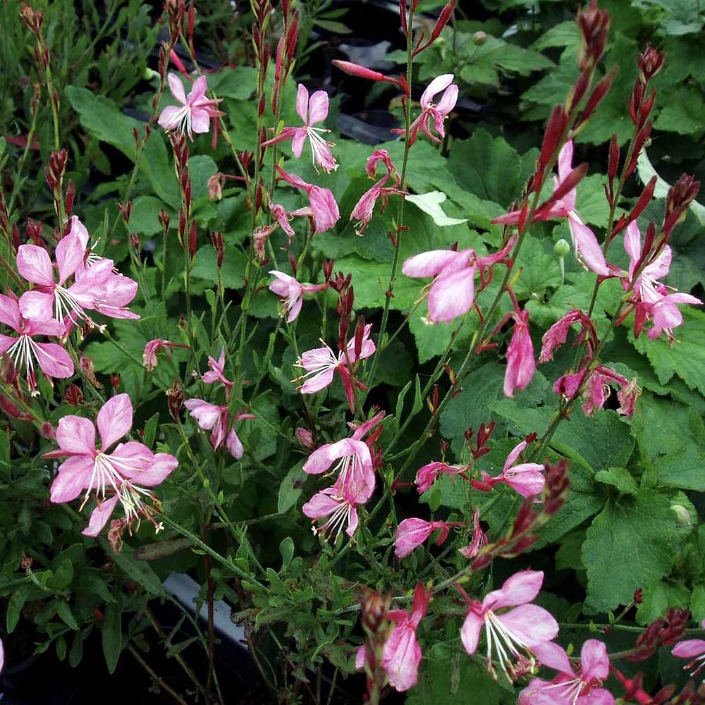 Pragtkærtre gambit pink