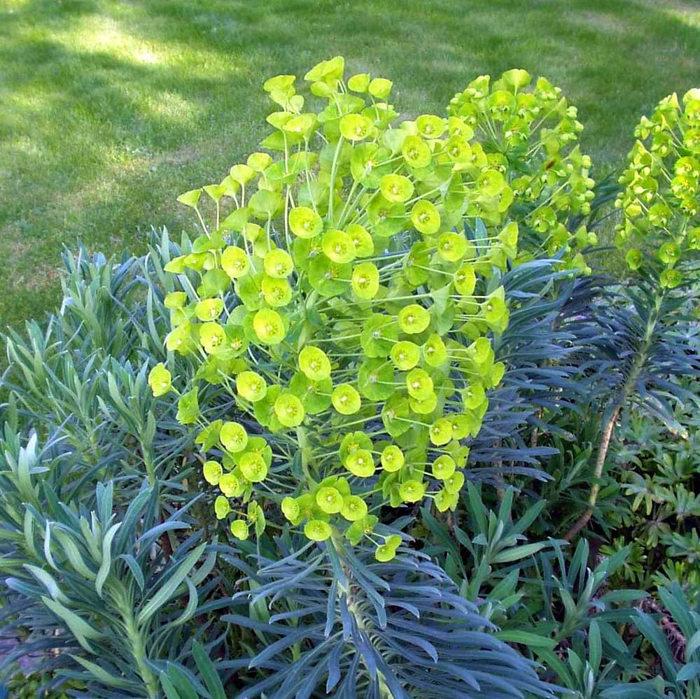 Vortemælk (Euphorbia characias ssp. wulfenii)
