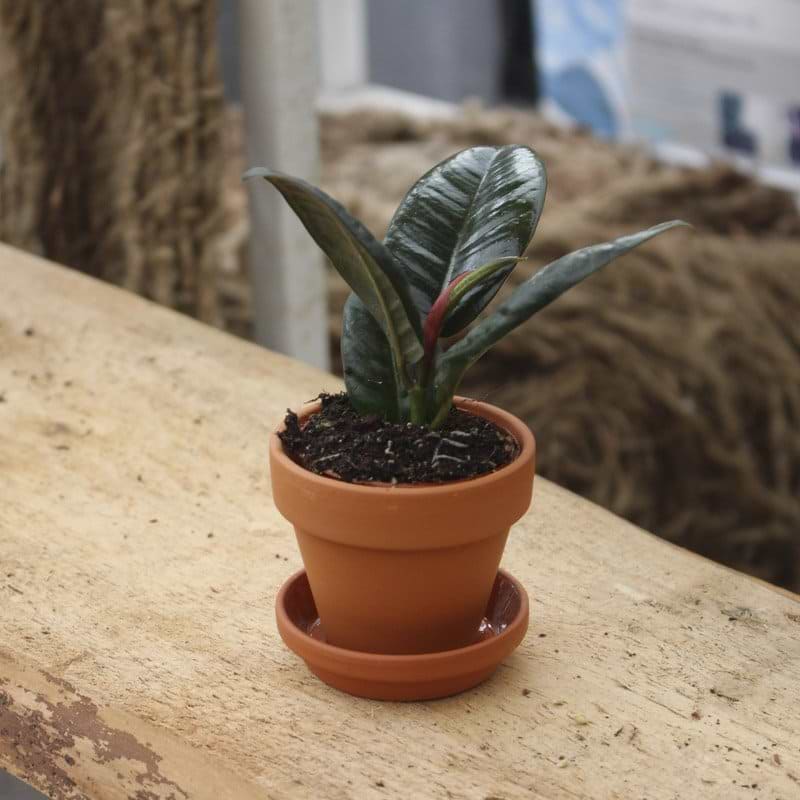 ficus robusta mini 