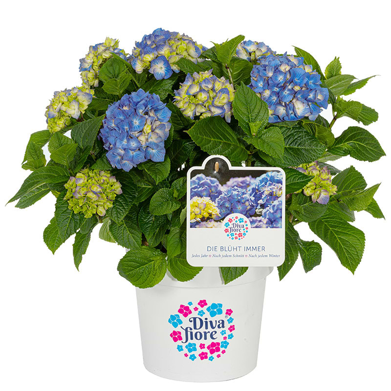 Hortensia (Hydrangea macrophylla 'Diva fiore'®) Blå - XXL