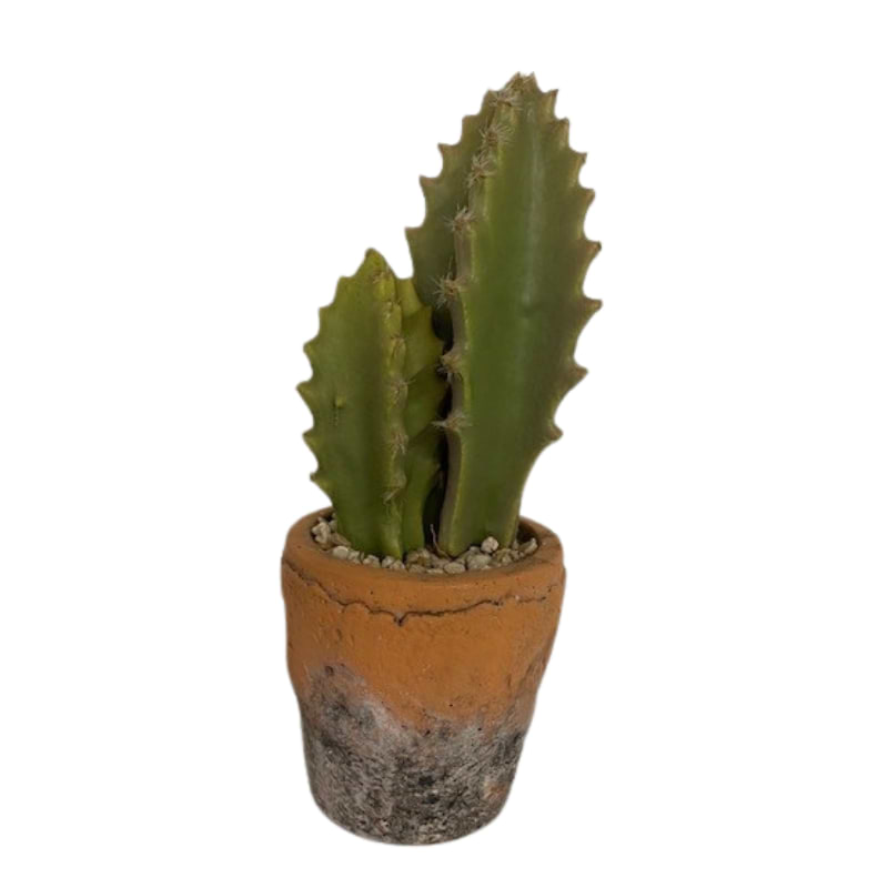 kaktus