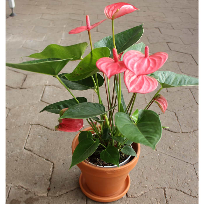 Flamingoblomst (Anthurium andreanum)| Lyserd| Kb her