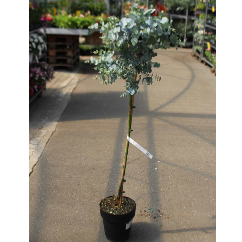 eucalyptus gunnii opst