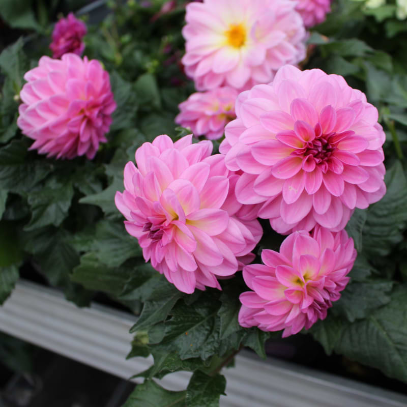 dahlia pink