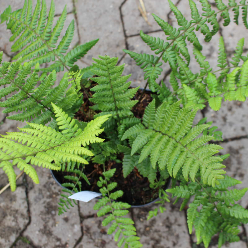 dryopteris wallichiana