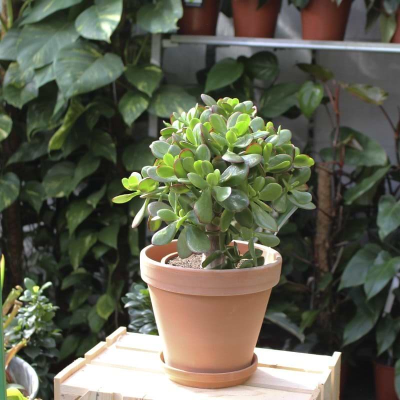 Crassula Ovata i skjuler