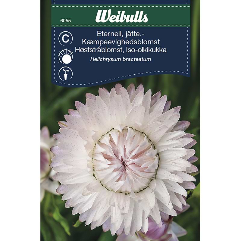 Kæmpe evighedsblomst frø (Helichrysum bracteatum)