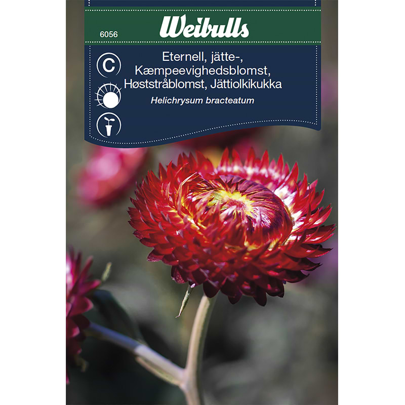 Kæmpe evighedsblomst frø (Helichrysum bracteatum 'Scarlet')