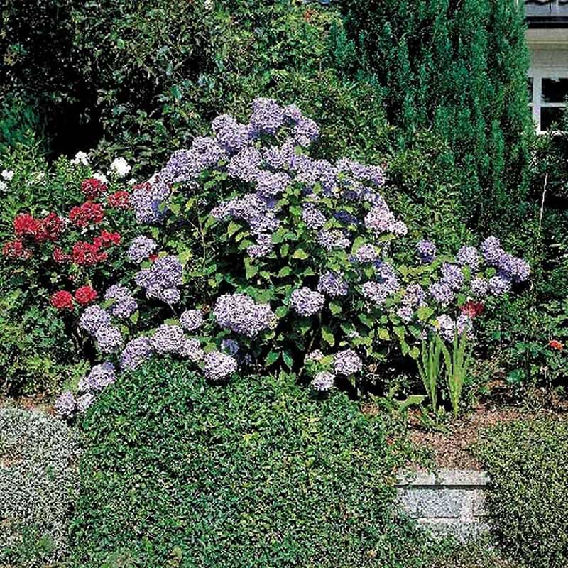 Hydrangea macrophylla Bouquet Rose