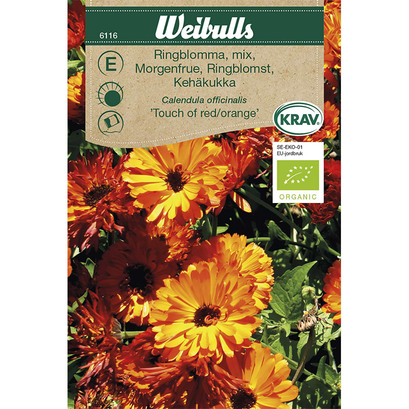 Morgenfrue frø (Calendula officinalis 'Touch of red / orange')