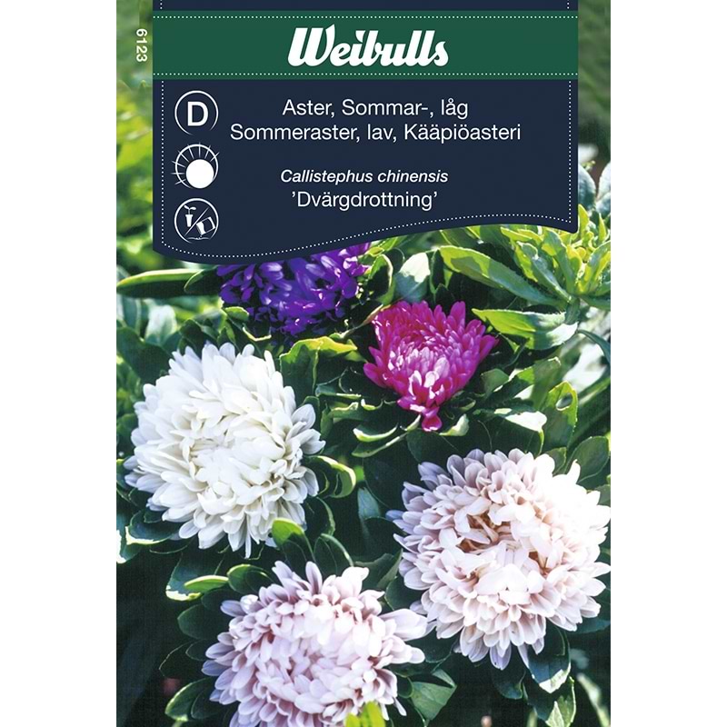 Blomsterfrø Sommerasters Dvärgdrottning