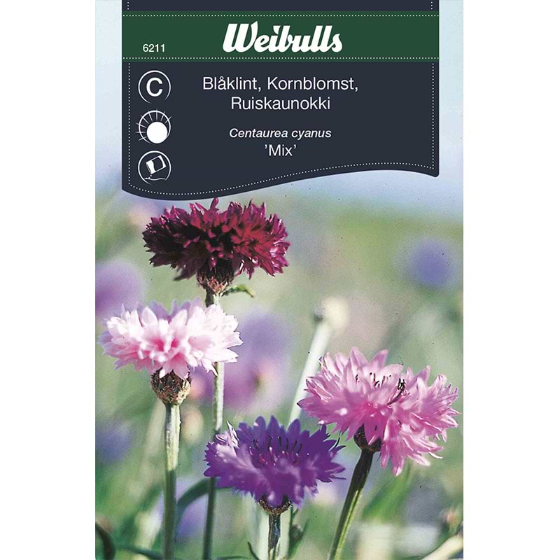 Kornblomst