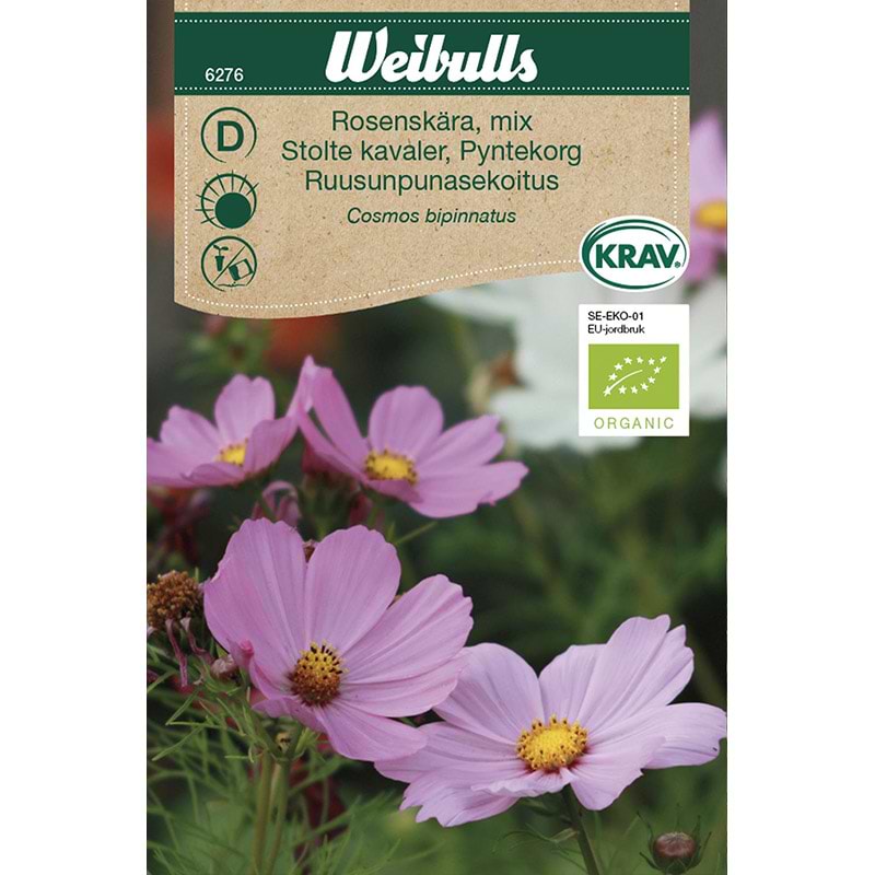Stolte kavaler, økologiske frø (Cosmos bipinnatus)
