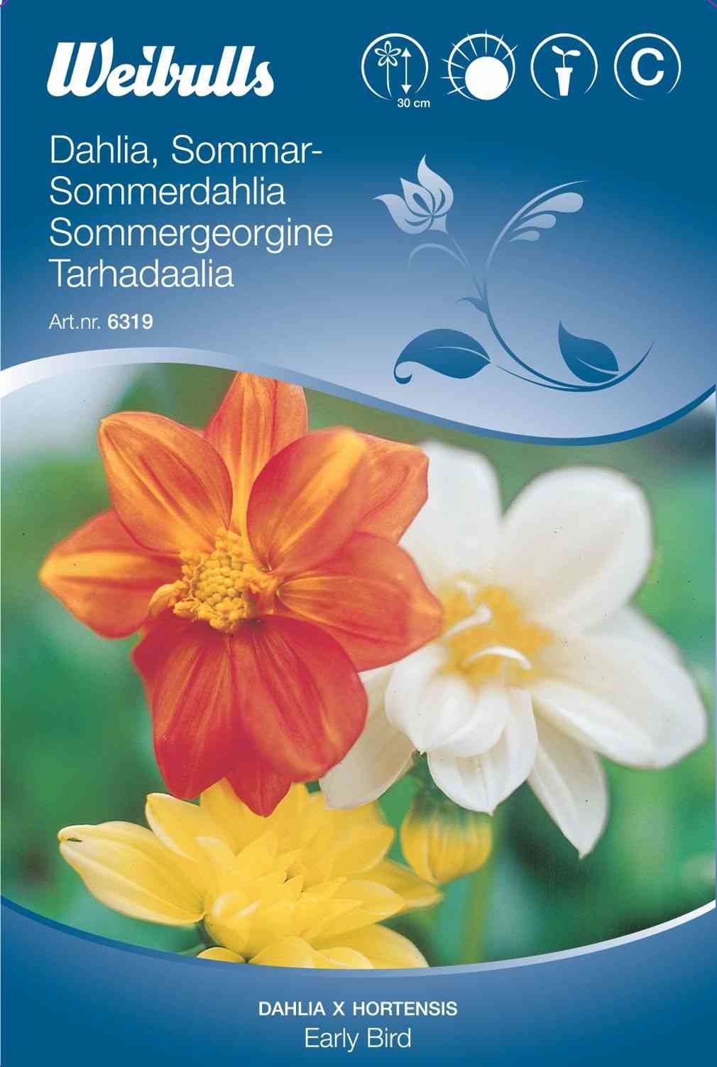 Blomsterfrø (Sommerdahlia 'Early Bird')