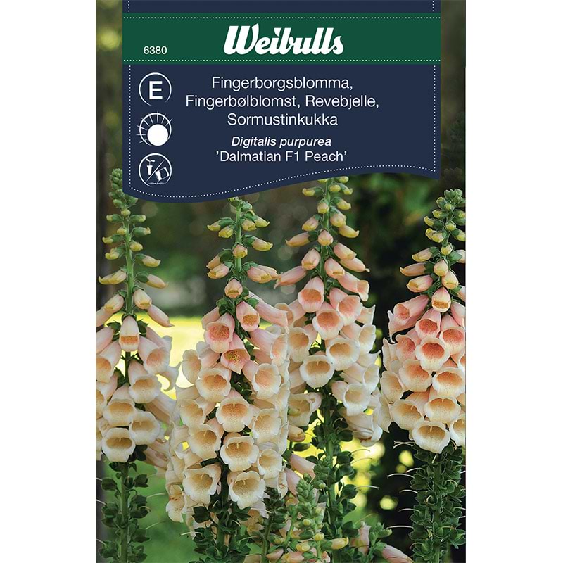 Fingerbøl frø (Digitalis purpurea 'Dalmatian F1 Peach')