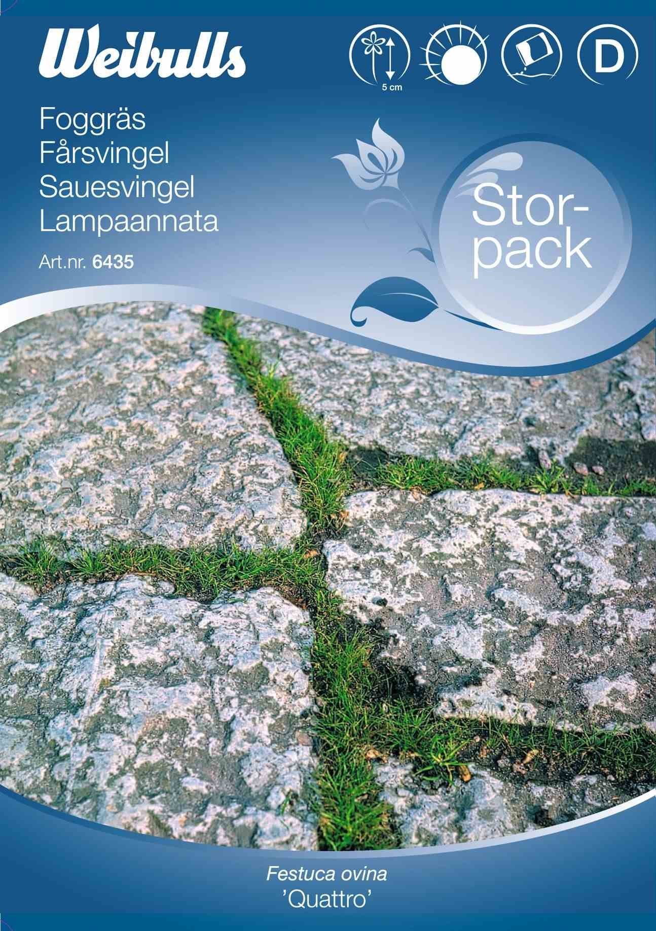 Græsfrø (Fårsvingel 'Quattro') Stor Pose 